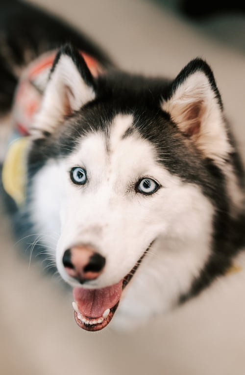 SANSA - Siberian Husky available for adoption