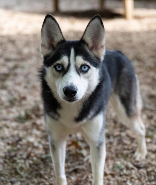 DARLING - Siberian Husky available for adoption