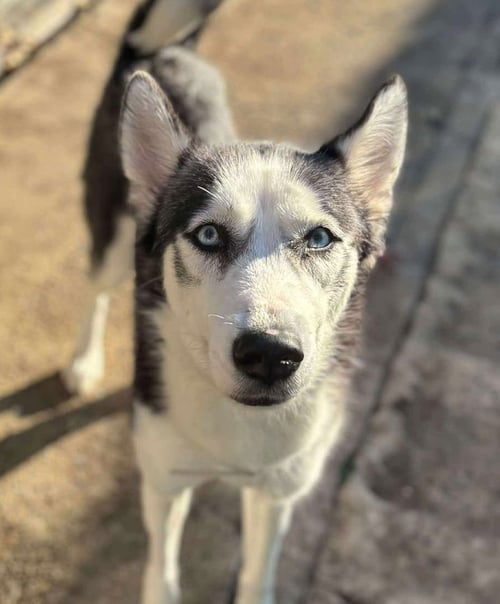 RAIN - Siberian Husky available for adoption