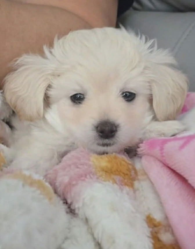 MILA - Maltese / Poodle (Toy) available for adoption