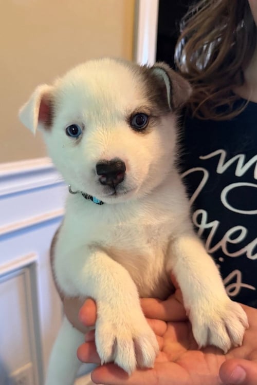 BROADWAY - Siberian Husky available for adoption