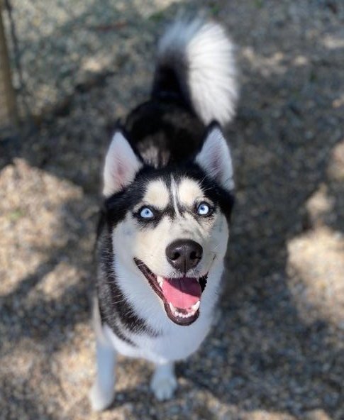 SAGE - Siberian Husky available for adoption