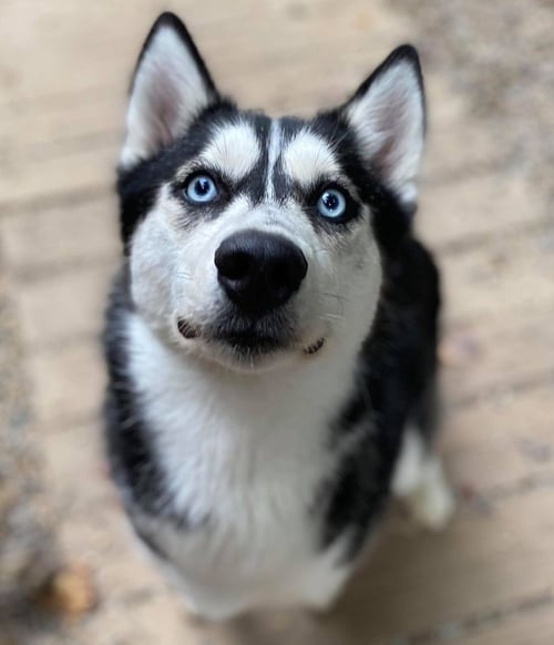 SAGE - Siberian Husky available for adoption
