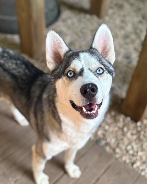 FRED - Siberian Husky available for adoption