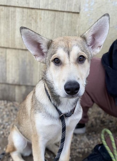 GOLDIE - Siberian Husky available for adoption