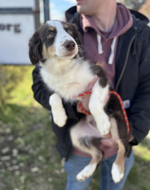 DECLAN - Australian Shepherd available for adoption
