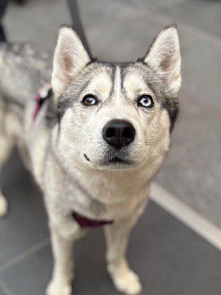 SHIBA - Siberian Husky available for adoption