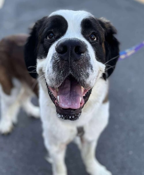 BERNIE - Saint Bernard available for adoption