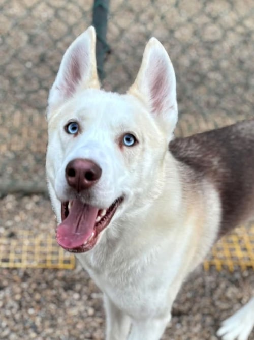 MATTHEW - Siberian Husky available for adoption