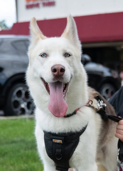 MATTHEW - Siberian Husky available for adoption