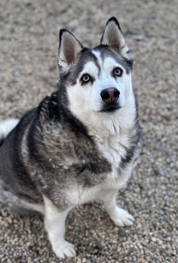 NIKKO - Siberian Husky available for adoption