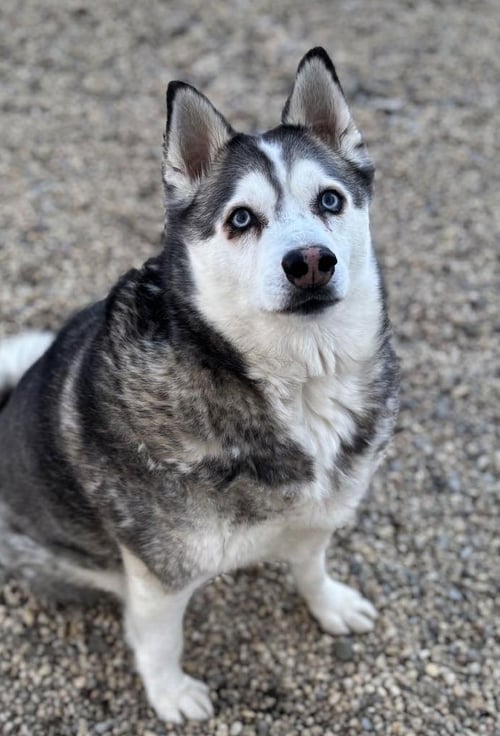 NIKKO - Siberian Husky / Pomeranian available for adoption