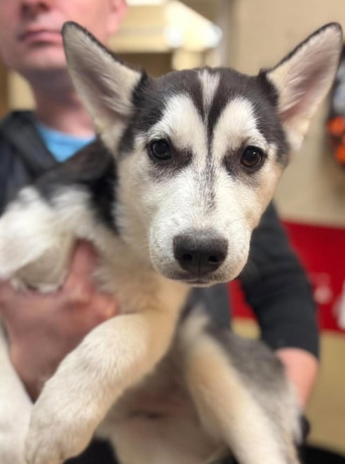PEG - Siberian Husky available for adoption