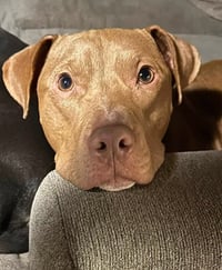Buddy - Photo 2