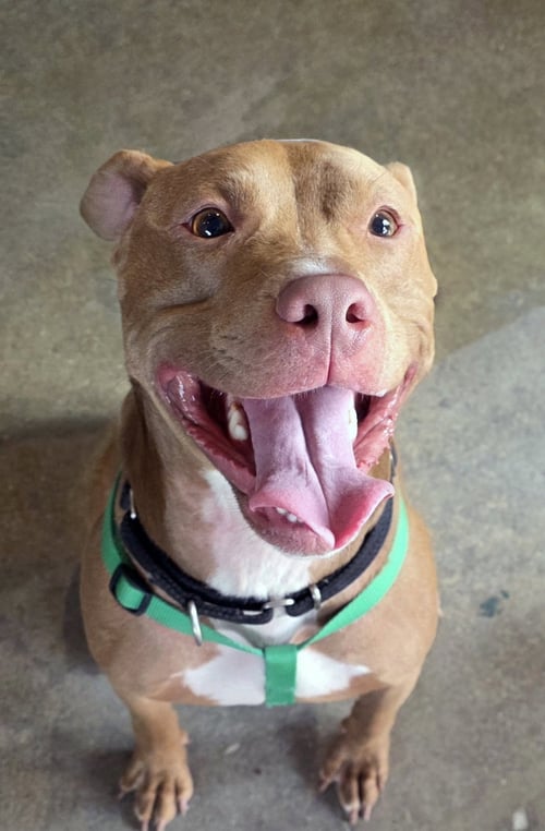 BUDDY - American Pit Bull Terrier available for adoption