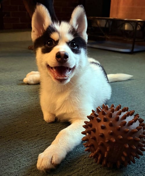 COOKIE - Pomeranian / Siberian Husky available for adoption