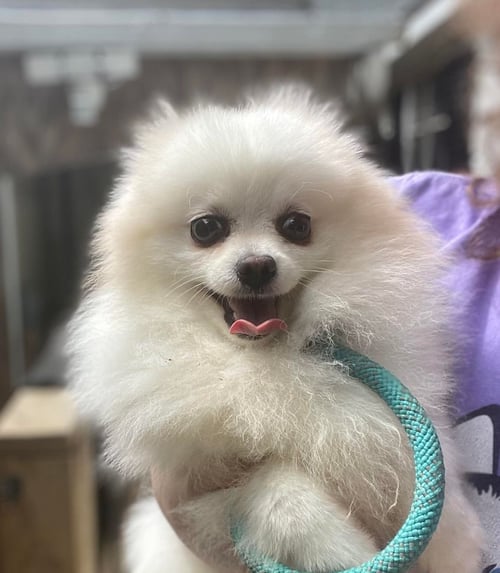 ARCHIE - Pomeranian available for adoption