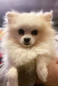 Archie - Photo 2