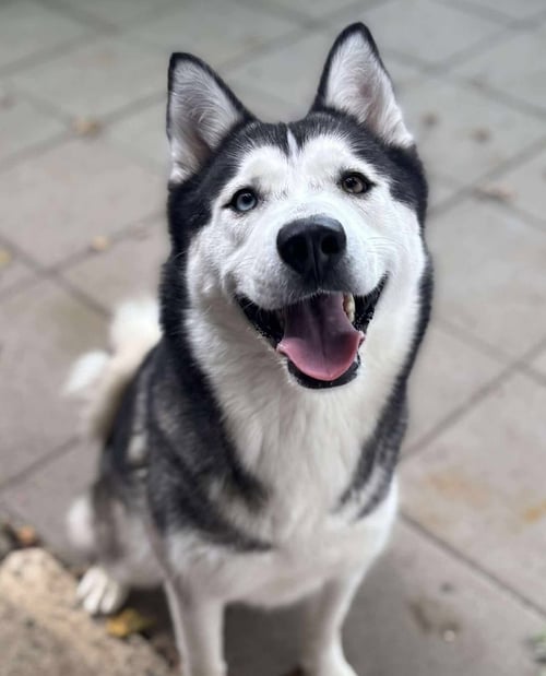 PEPPA - Siberian Husky available for adoption