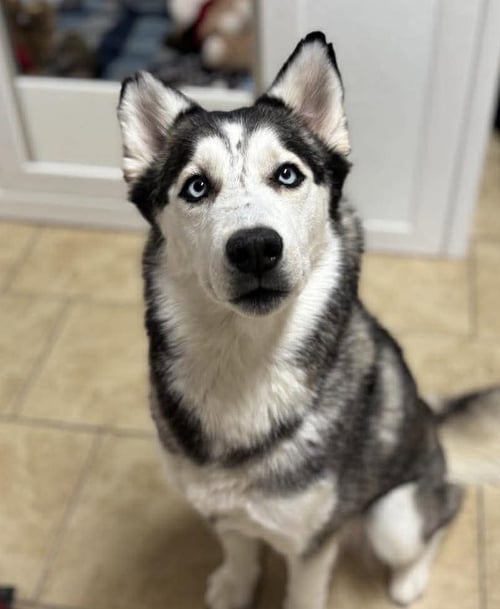 CANELA - Siberian Husky available for adoption