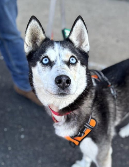 APPLE - Siberian Husky available for adoption