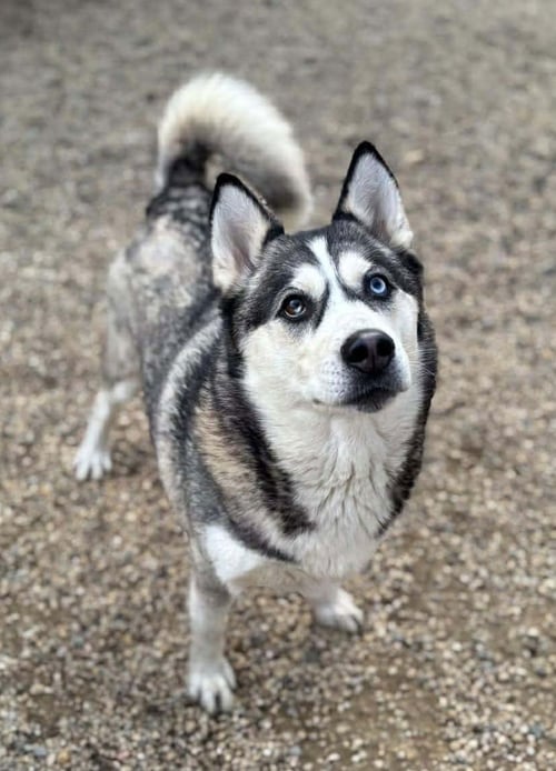 PRINCESSA - Siberian Husky available for adoption