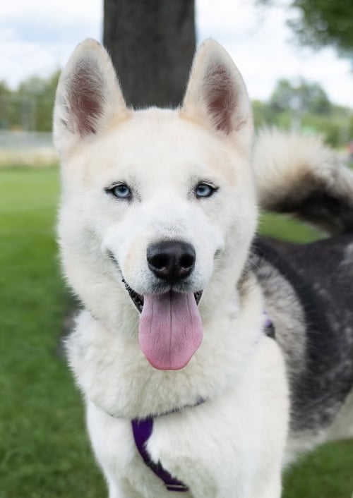 ADAM - Siberian Husky available for adoption