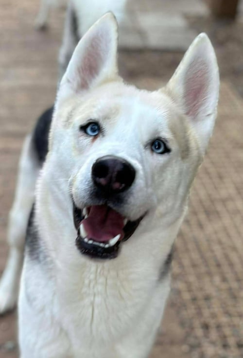 ADAM - Siberian Husky available for adoption