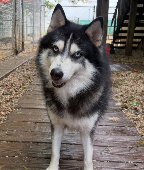 BULLET - Unknown available for adoption
