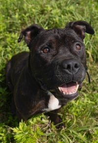 Capone - Photo 1