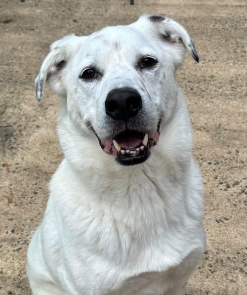 HALLIGAN - Labrador Retriever available for adoption