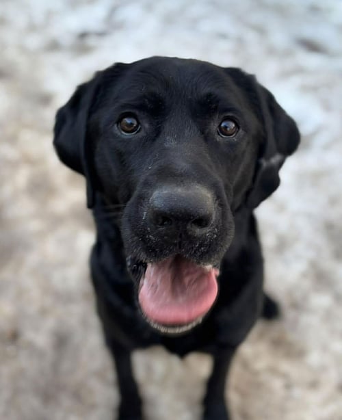KEPSI - Labrador Retriever available for adoption