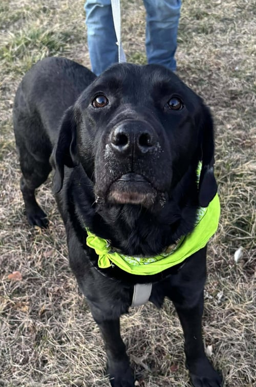 KEPSI - Labrador Retriever available for adoption