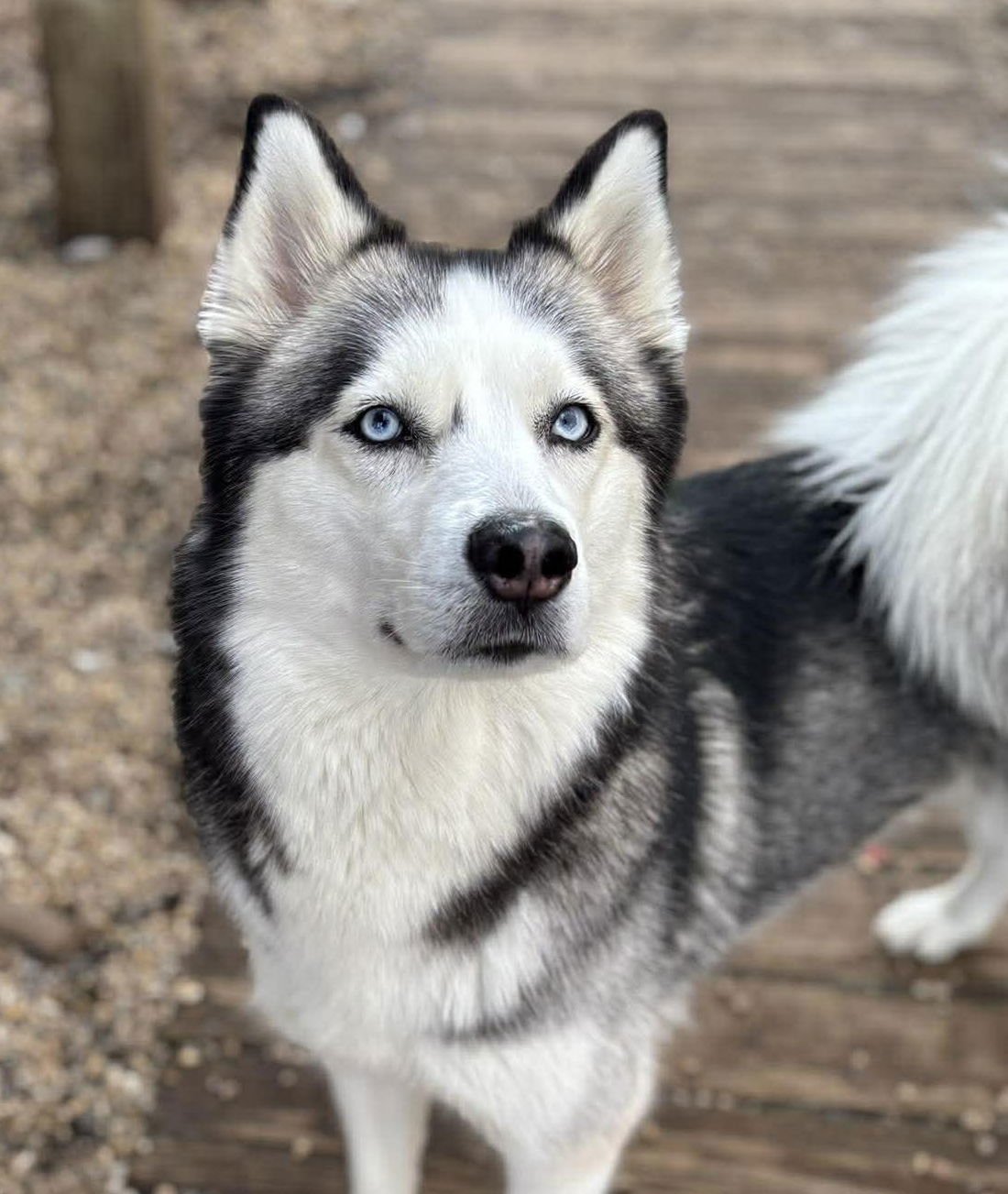 PRINCESS - Siberian Husky available for adoption