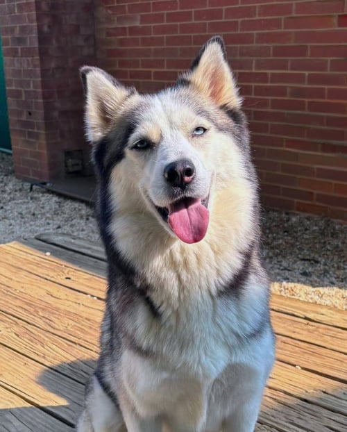 PRINCESS - Siberian Husky available for adoption