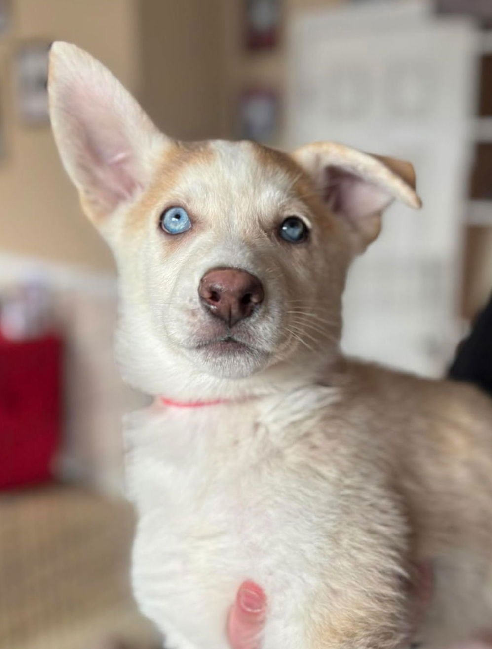 JOHNNY LAWRENCE - Siberian Husky available for adoption