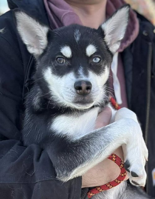 BARON - Klee Kai available for adoption