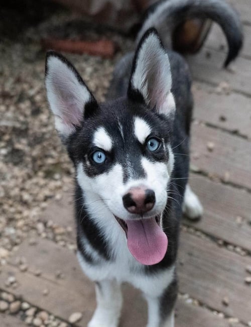 POP - Siberian Husky available for adoption