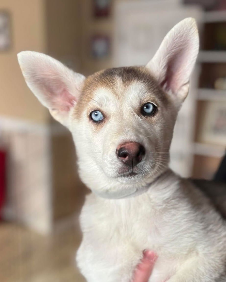TORY NICOLS - Siberian Husky available for adoption