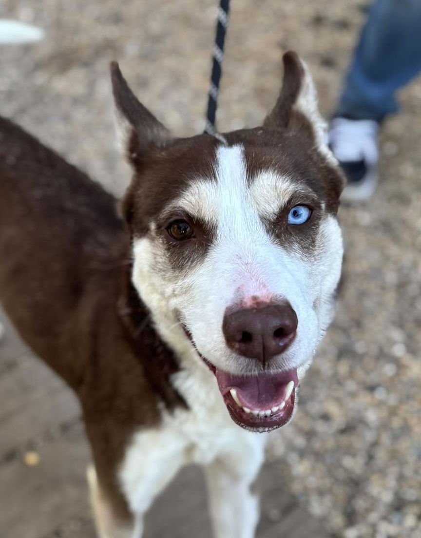 KEEZO - Siberian Husky available for adoption