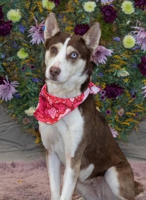 KEEZO - Siberian Husky available for adoption