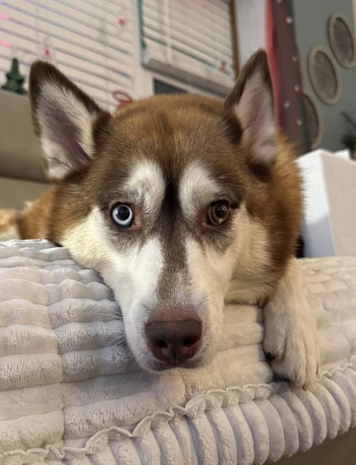 KARMA - Siberian Husky available for adoption