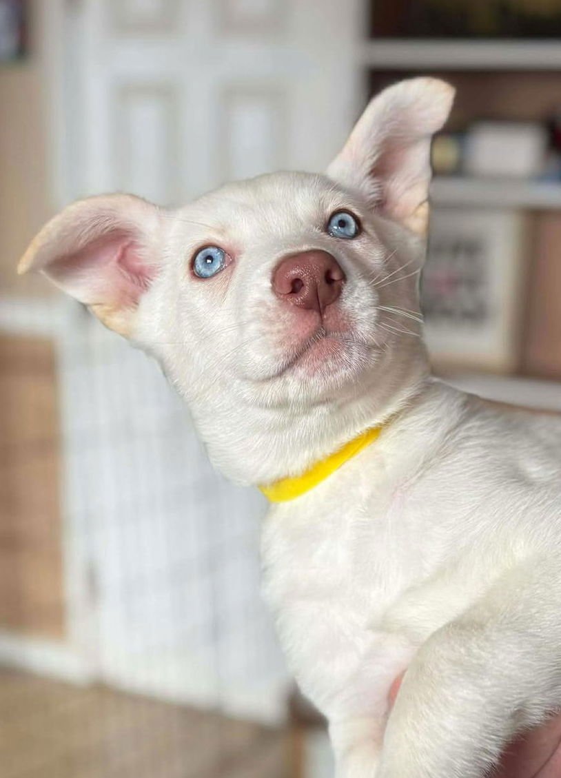 SAMANTHA LARUSSO - Siberian Husky available for adoption