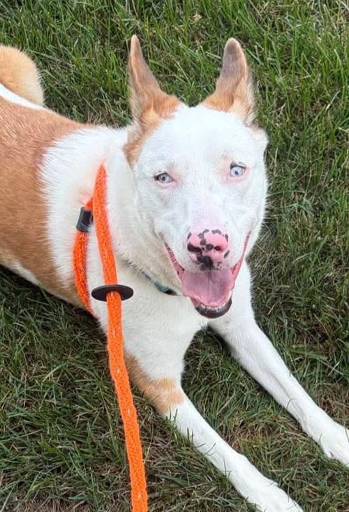 ROSALYN - Shepherd available for adoption