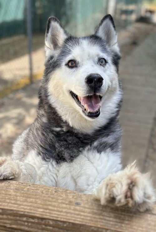 AZUL - Siberian Husky available for adoption