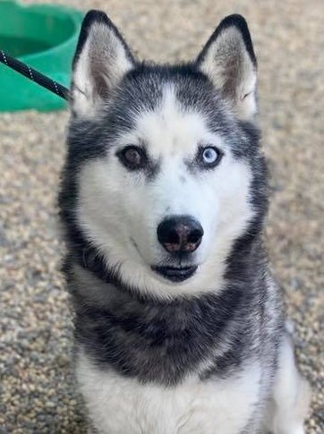 AZUL - Siberian Husky available for adoption