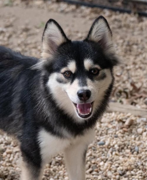 DAISY - Siberian Husky / Pomeranian available for adoption