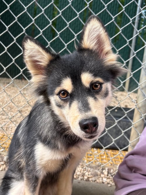DAISY - Siberian Husky / Pomeranian available for adoption