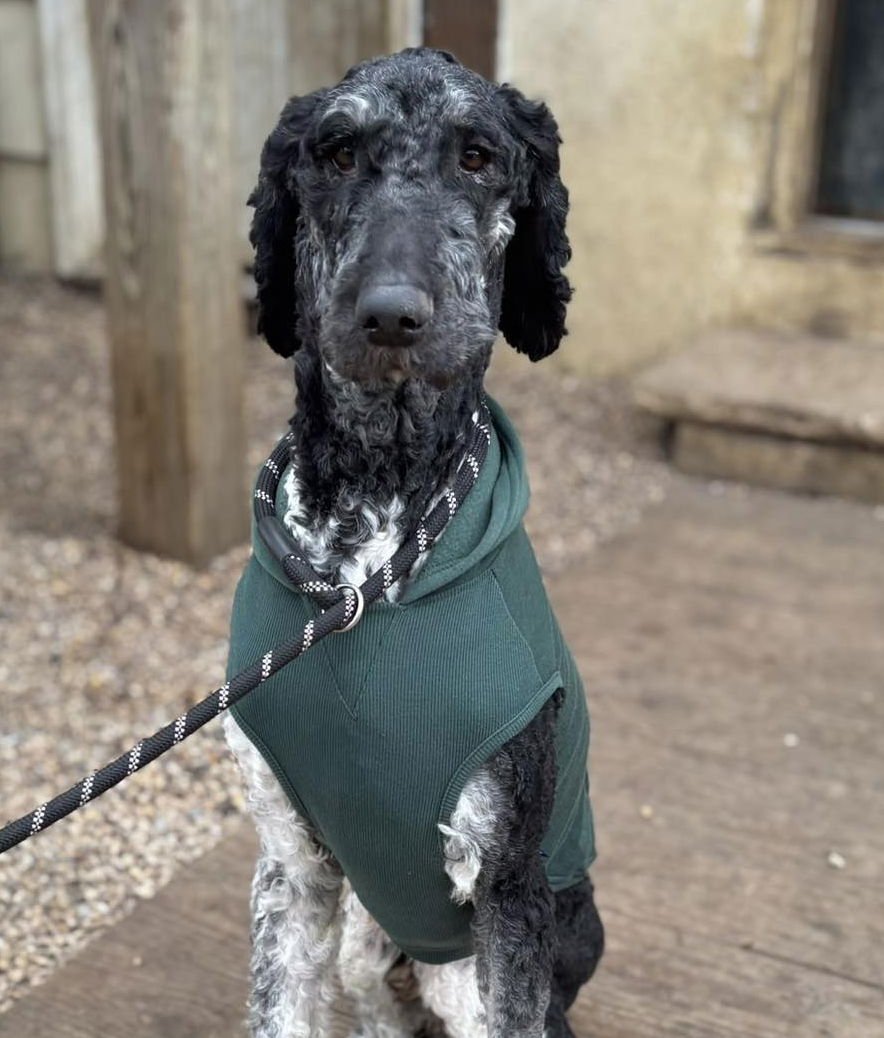 OREO - Bernese Mountain Dog / Poodle (Standard) available for adoption