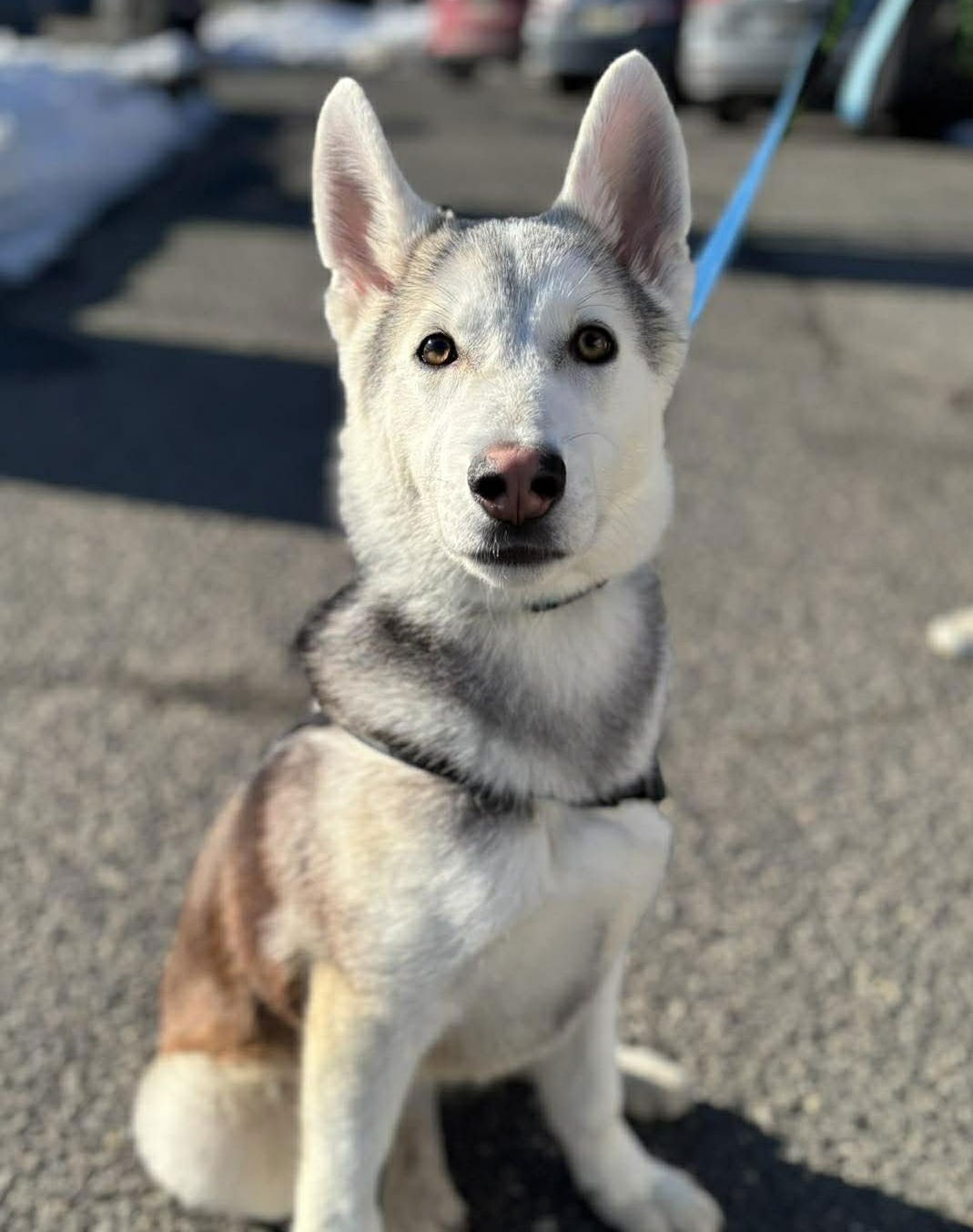 SLY - Siberian Husky available for adoption